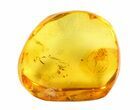 Fossil Spider (Aranea) In Baltic Amber #72210-2